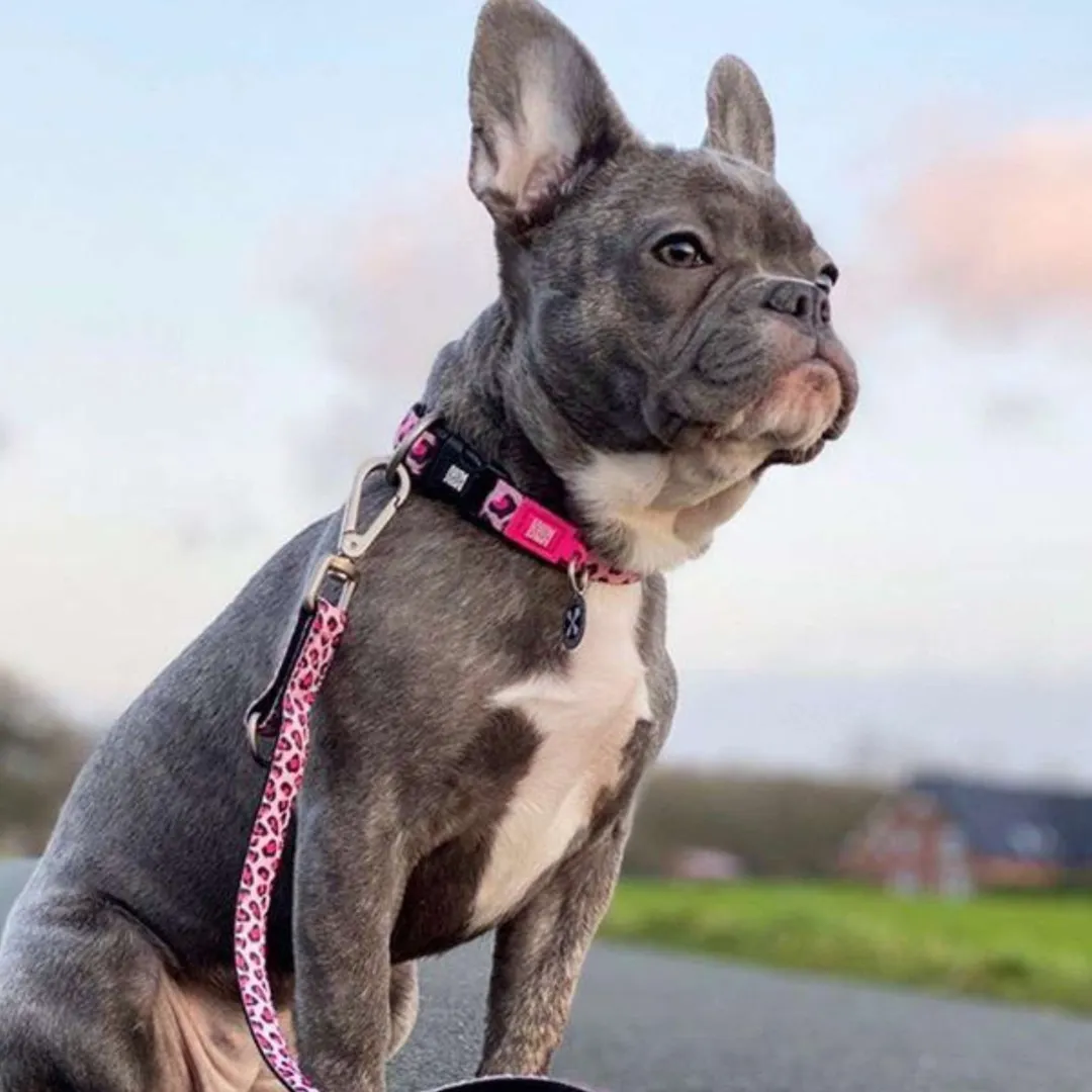 Max & Molly Pink Leopard Smart ID Dog Collar